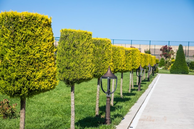 A man walking in front of a row of hedges with a sign that says'green '