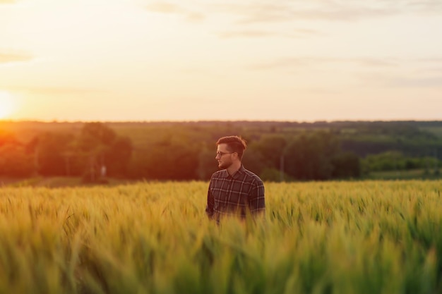 Man walking in green wheat during sunset and touching harvest