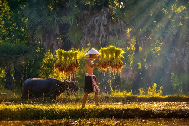 Man walking on rice paddy