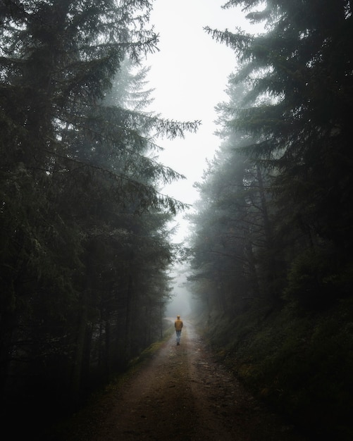 Uomo che cammina sui boschi nebbiosi delle dolomiti