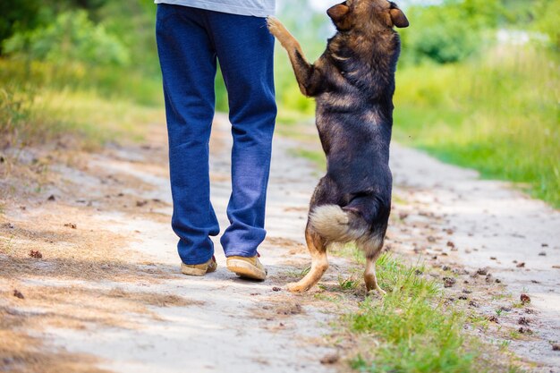 夏に未舗装の道路を犬と一緒に歩く男性