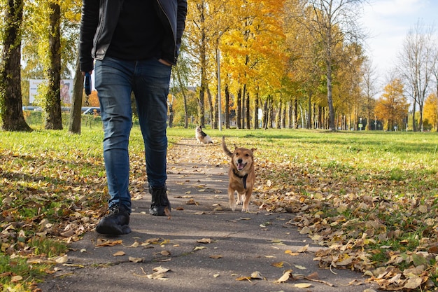 写真 秋の公園で犬と一緒に歩く男