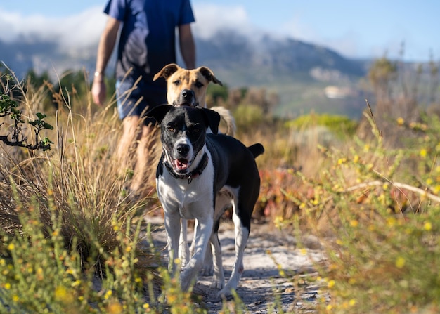 Мужчина гуляет со своими собаками по травяной тропе