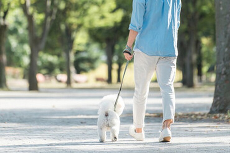 Photo 男が犬をリードで散歩させる