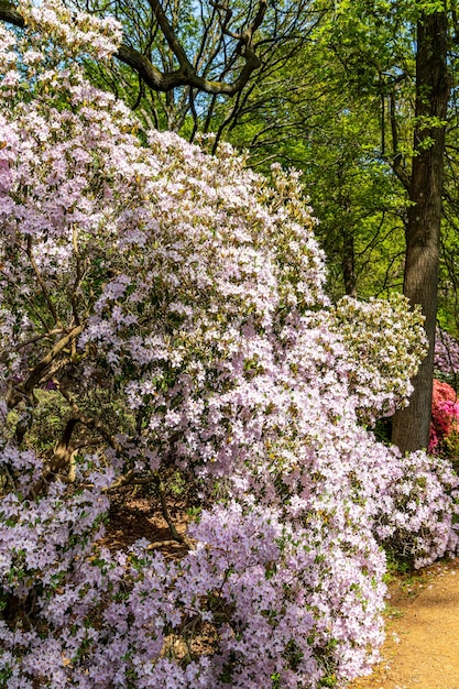 Foto un uomo passa davanti a un cespuglio con fiori viola.