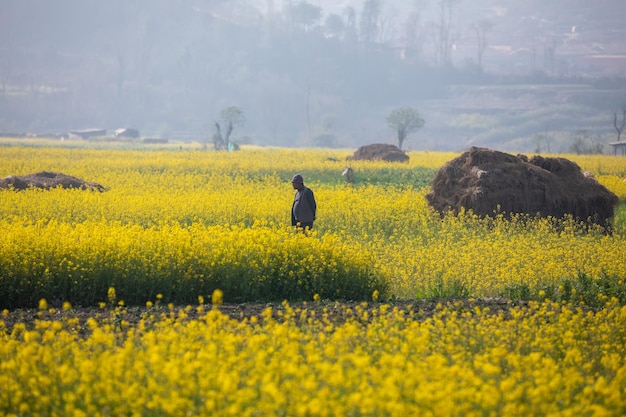 A man walks through a field of mustard flowers.