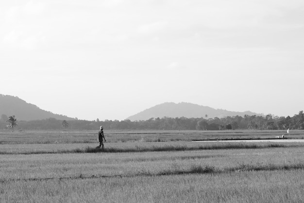 A man walks through a field with a mountain in the background.