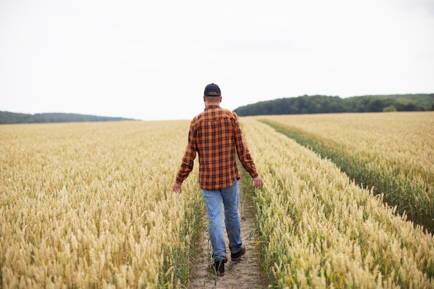 A man walks through a wheat field and examines it