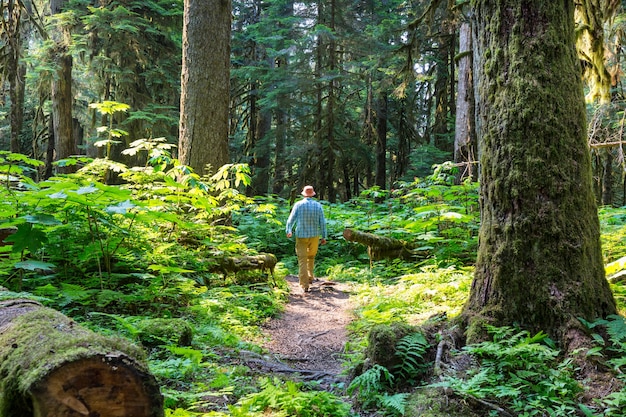 Man wandelen baai het pad in het bos.