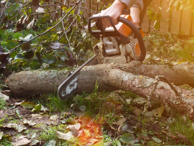 A man was drinking a tree with a chainsaw. removes plantings in the garden from old trees, harvests firewood.