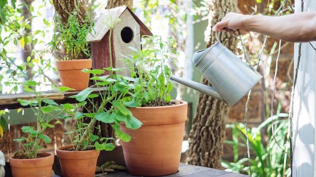 Man watering a plant in a pot.