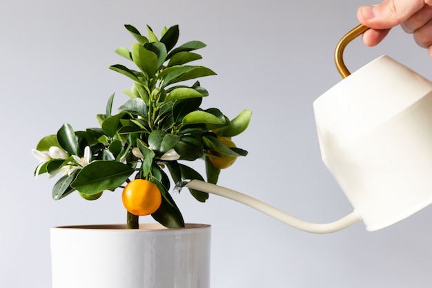 Man watering potted houseplant Citrus calamondin using white metallic watering can, white background