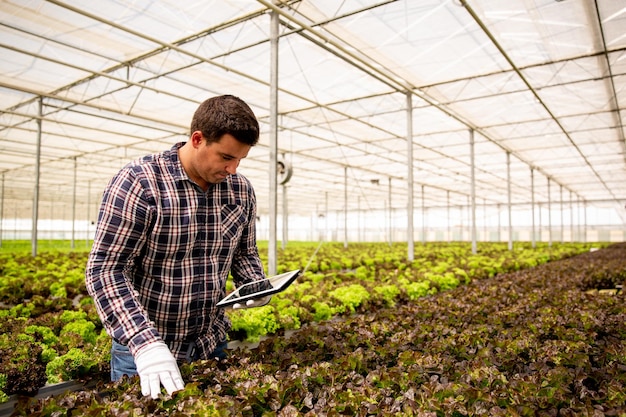 Man werknemer onderzoekt salade planten met tablet in de hand. Moderne kas