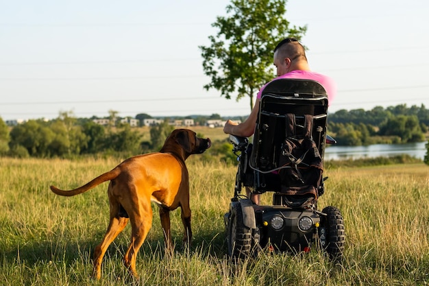 Man in wheelchair walks domestic dog on illuminated meadow