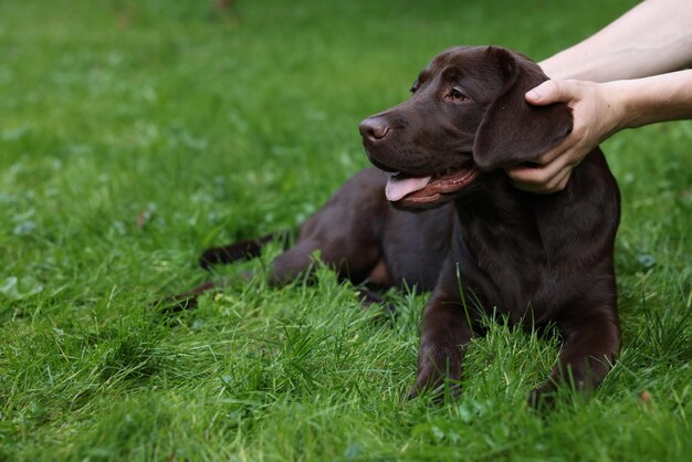 Man with adorable labrador retriever dog on green grass in park closeup space for text