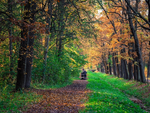 ベビーカーを持った男性が、秋の公園の美しい日陰の路地を歩いています。パブロフスク。ロシア。