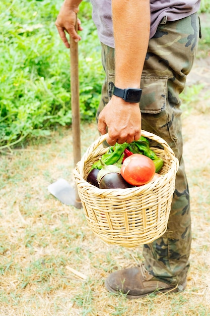 野菜の庭で野菜、トマト、ハーブのバスケットを持つ男