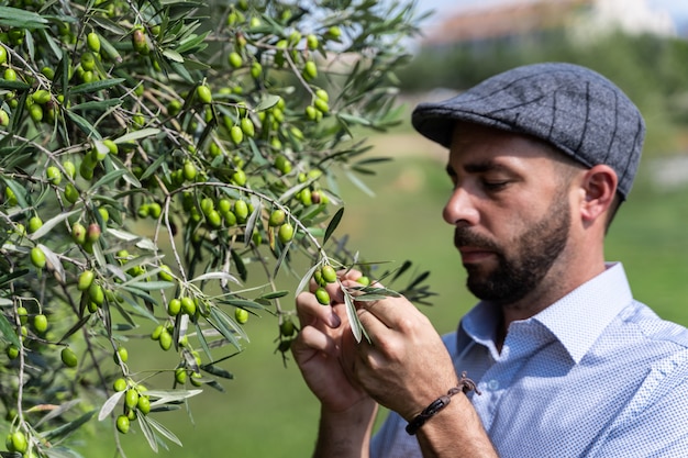 Uomo con un berretto che raccoglie le olive verdi da un albero