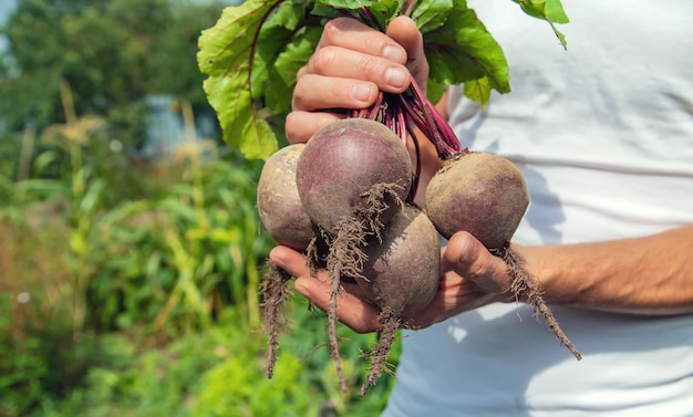 Man with a bunch of beets in the garden. Selective focus.