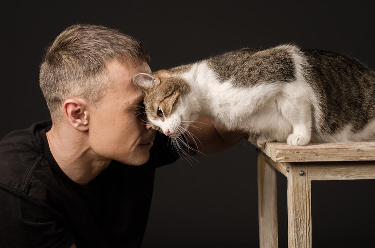 Как коты общаются с людьми?