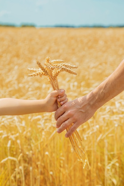 A man with a child holds spikelets of wheat in his hands.