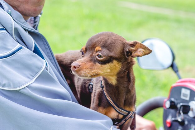 オートバイで犬種のロシアのおもちゃのテリアを持つ男