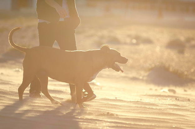 写真 ビーチで犬を飼っている男