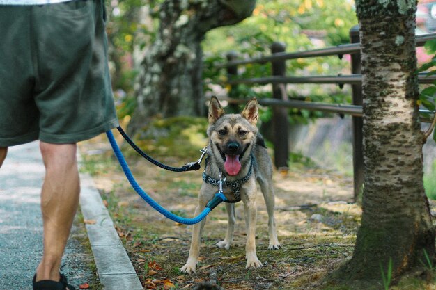 Photo man with dog