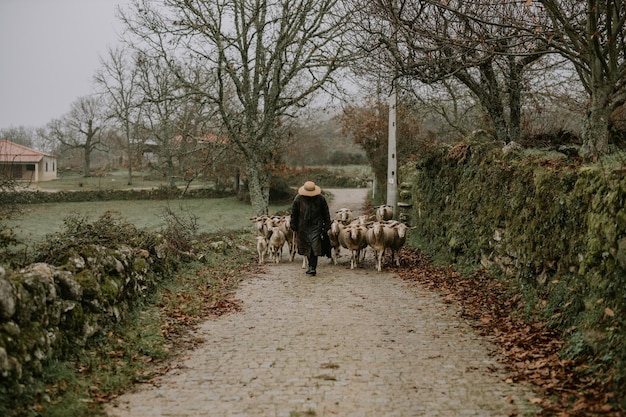 Man with flock of sheep walking on footpath