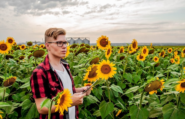 Man with glasses and a tablet in the sunflower field