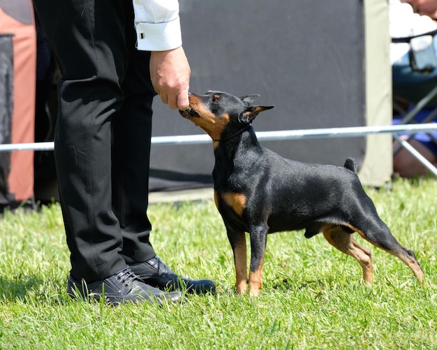 A man with the help of food puts a zwergpinscher dog in a rack