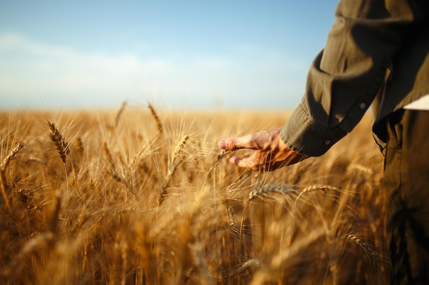 A man with his back to viewer in a field of wheat touched by the hand of spikes in the sunset light
