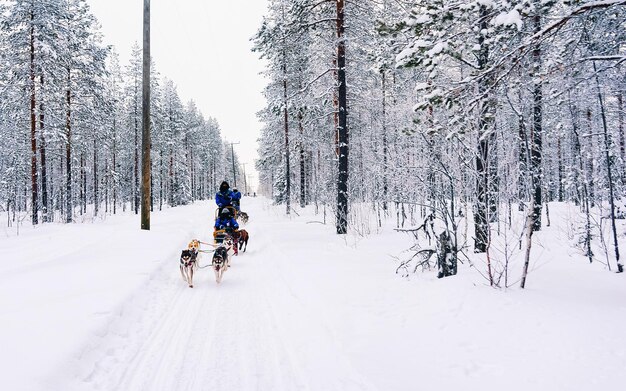 ラップランドのフィンランドの冬のロヴァニエミでハスキー犬ぞりを持つ男。人々と犬ぞりはノルウェーに乗ります。フィンランドの農場での動物そり、クリスマス。そり。そりとアラスカの風景のサファリ。