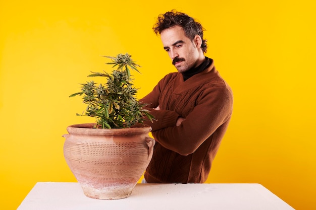 A man with a moustache stares at a cannabis plant on a yellow background