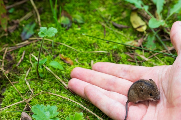 man with a palm releases a forest mouse