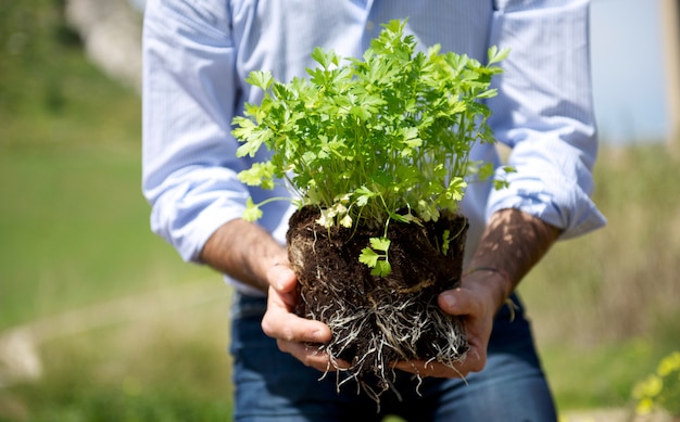 彼の手でパセリの植物を持つ男