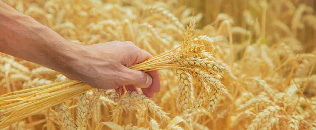 Un uomo con le spighette di grano nelle sue mani.