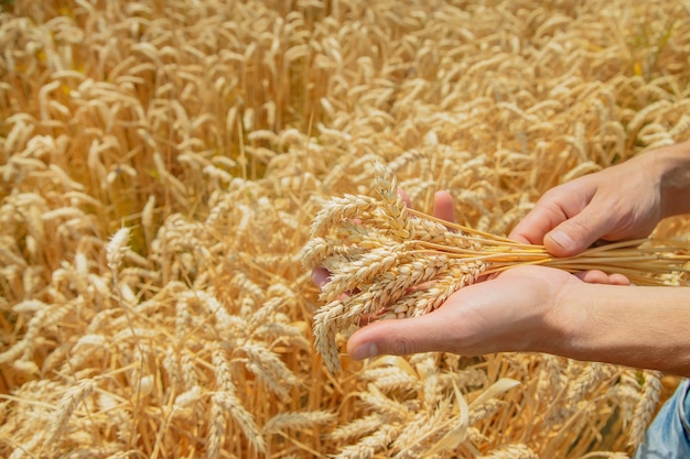 A man with spikelets of wheat in his hands.