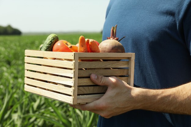 Uomo con scatola di legno di verdure nel campo di mais