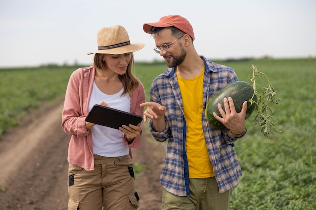a man and woman are walking through a field with a watermelon and checking something on tablet