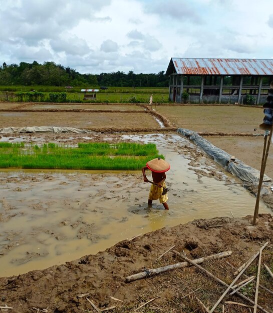 Man working in farm