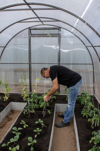 man working in the greenhouse caring for vegetables