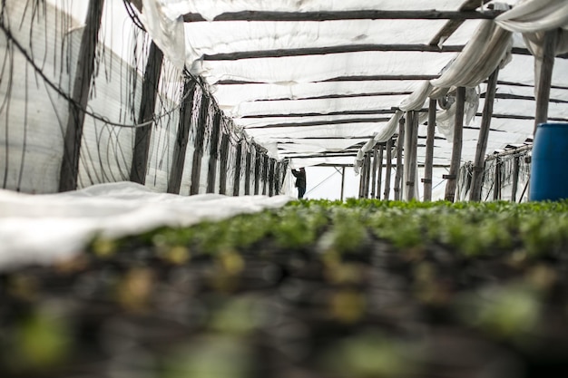 Photo man working at greenhouse