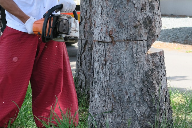 Photo man working on tree trunk