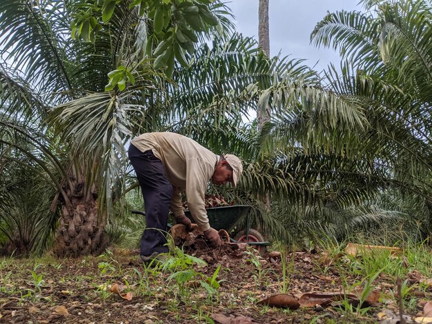 Photo man working with tree plantation