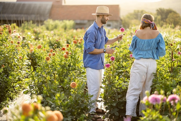 Man works at dahlia farm outdoors