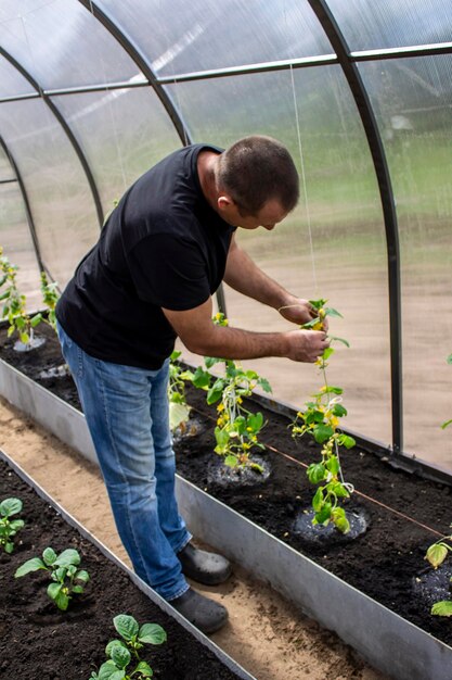 A man works in a greenhouse with vegetables gardening and farming