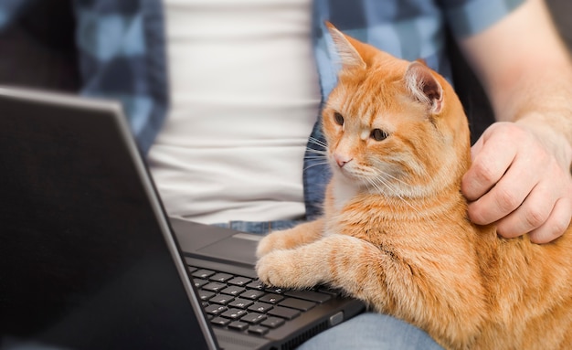 Man works on a laptop and a ginger cat sits next to