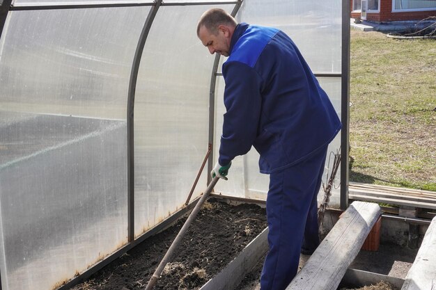 A man works in a vegetable garden in early spring Digs the ground Working in a greenhouse