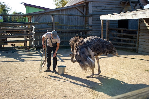 Un uomo allo zoo fa le pulizie nella zona dove passeggia lo struzzo